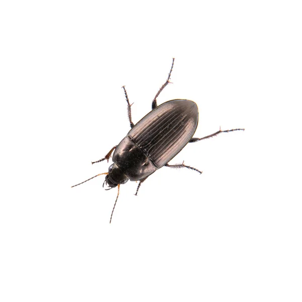 Brown bug on a white background — Stock Photo, Image