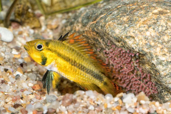 Retrato de peixe ciclídeo (Apistogramma cacatuoides ) — Fotografia de Stock