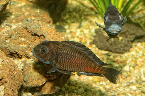 Portret van cichlid vis (Tropheus sp.) — Stockfoto