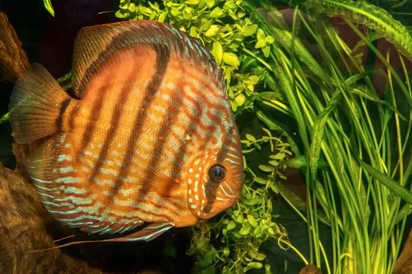 Discus balık (Symphysodon discus portresi) — Stok fotoğraf