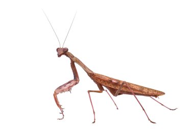 Beyaz arkaplanda peygamber devesi