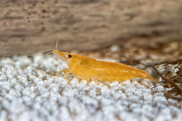 Zoetwater garnaal close-up shot in aquarium (Geslacht Neocaridina) — Stockfoto