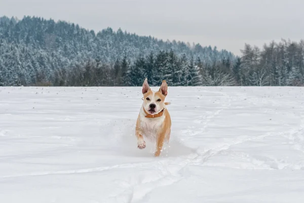 Running Staffordshire bull terrier — Foto Stock