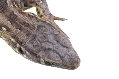 Kertenkele Lacerta agilis beyaz bir arka plan üzerinde başkanı