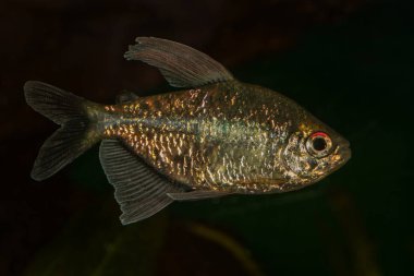 Tetra balık (Moenkhausia pittieri) içinde akvaryum portresi