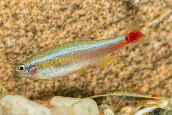 Портрет рыбы-колючки (Tanichthys albonubes) в аквариуме — стоковое фото