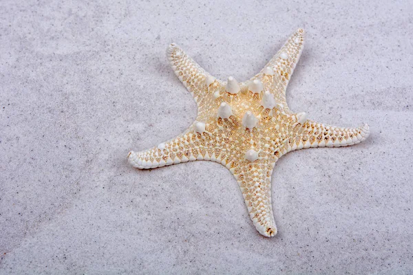 Weiße Seesterne auf grauem Sand Hintergrund — Stockfoto