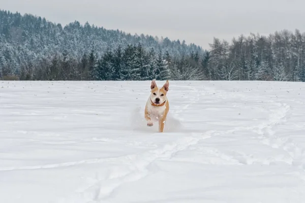 Running Staffordshire bull terrier — Foto Stock