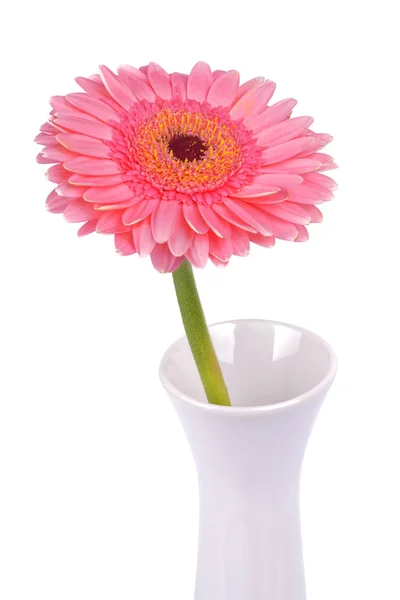 Růžová Gerbera v bílá váza na na bílém pozadí — Stock fotografie