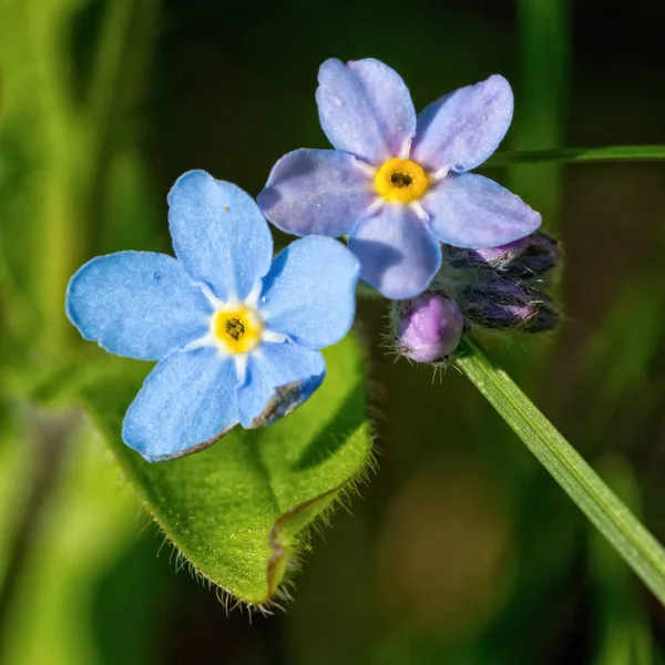 Makro niebieski kwiaty — Zdjęcie stockowe