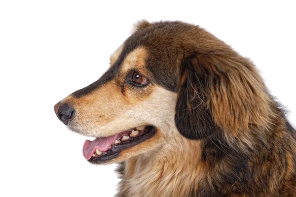 Portrait of dog on a white background — Stock Photo, Image