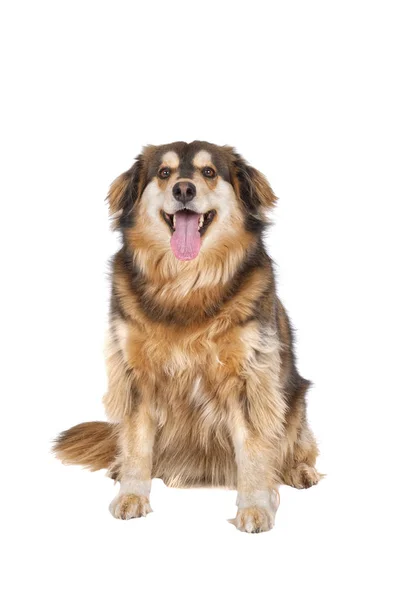 Cão sentado em um fundo branco — Fotografia de Stock