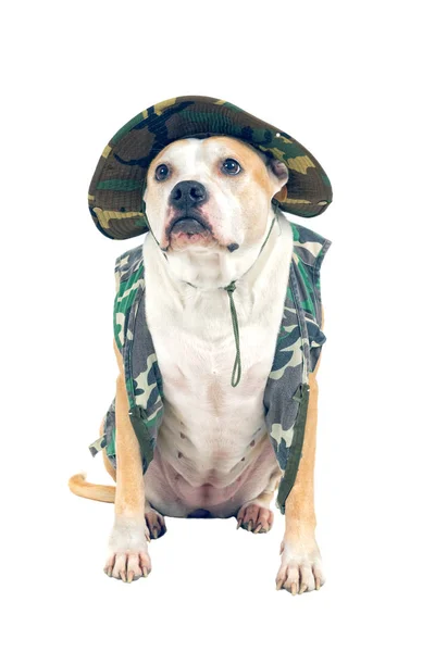 Σκύλος σε στρατιωτική ενδυμασία σε λευκό φόντο — Φωτογραφία Αρχείου