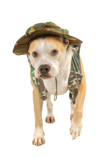 Chien en tenue militaire sur fond blanc — Photo