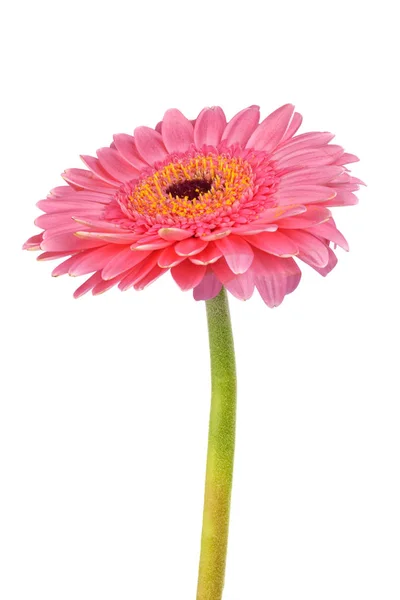 Růžová Gerbera na bílém pozadí — Stock fotografie