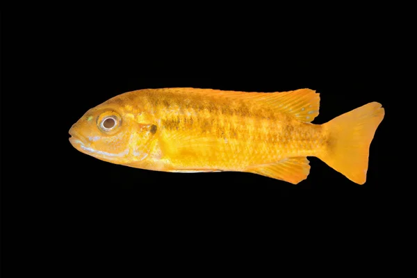 Cichlid fish (Melanochromis sp.) sobre un fondo negro — Foto de Stock