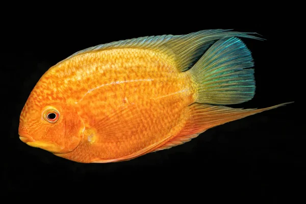 Sügér hal (Heros sp.), a fekete háttér — Stock Fotó