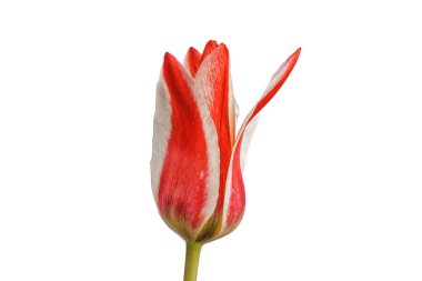 Beyaz zemin üzerine kırmızı beyaz Lale
