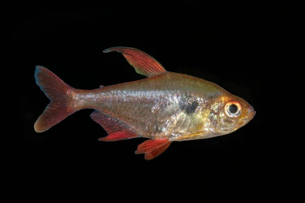 Tetra fish (Hyphessobrycon sweglesi) sur fond noir — Photo