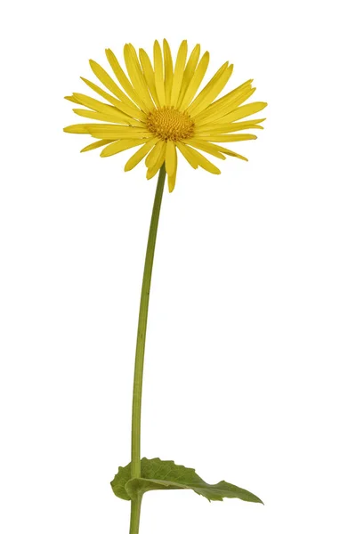 Flor amarela sobre um fundo branco — Fotografia de Stock