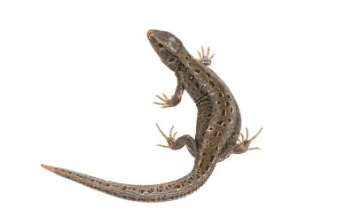 Kertenkele (Lacerta agilis) beyaz bir arka plan üzerinde