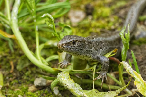 Hagedis (Lacerta agilis) in een natuurgebied — Stockfoto