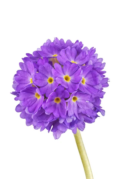 Violeta flor de cowslip em um fundo branco — Fotografia de Stock