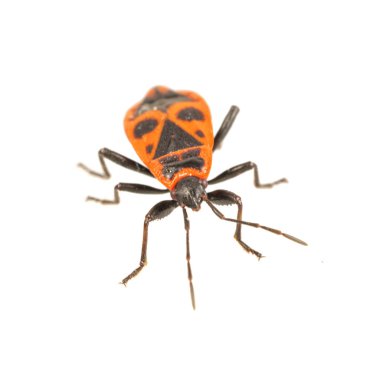 Beyaz bir arka plan üzerinde (Pyrrhocoris apterus) Firebug'ı