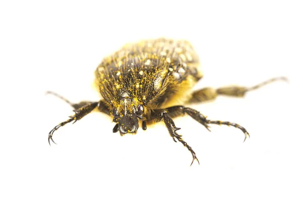 Kever (Oxythyrea funesta) op een witte achtergrond — Stockfoto