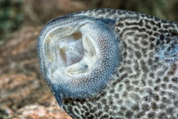 Detail des Mauls von Saugfischen — Stockfoto