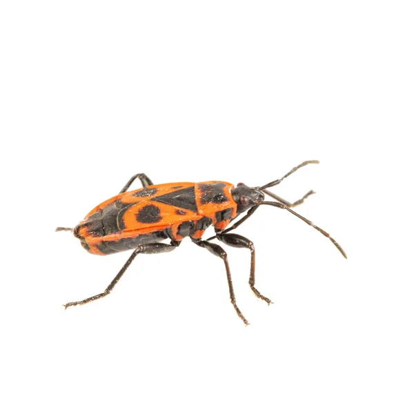 Firebug (Pyrrhocoris apterus) sobre un fondo blanco — Foto de Stock