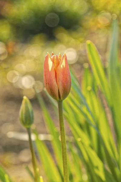 Tulipano rosso su sfondo sfocato — Foto Stock