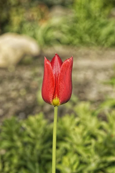 Tulipano rosso su sfondo sfocato — Foto Stock