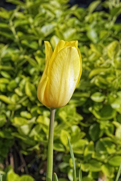 Tulipano giallo su sfondo sfocato — Foto Stock