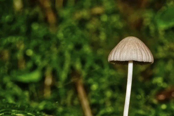 小蘑菇与模糊背景 — 图库照片