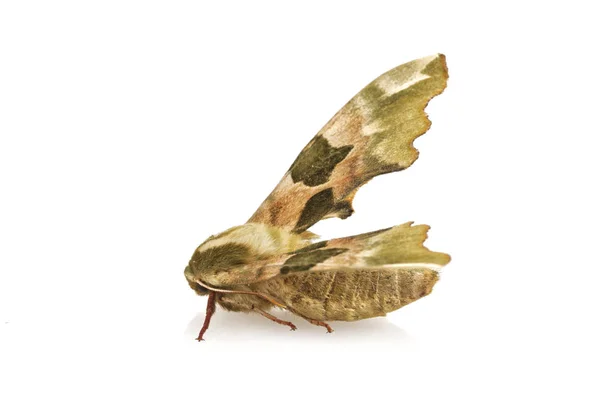 Lime Hawk-Moth (Mimas Tiliae) sobre fondo blanco —  Fotos de Stock