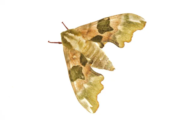 Lime Hawk-Moth (Mimas Tiliae) sobre fondo blanco —  Fotos de Stock