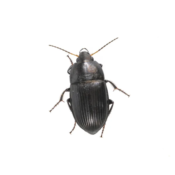 Black beetle on a white background — Stock Photo, Image