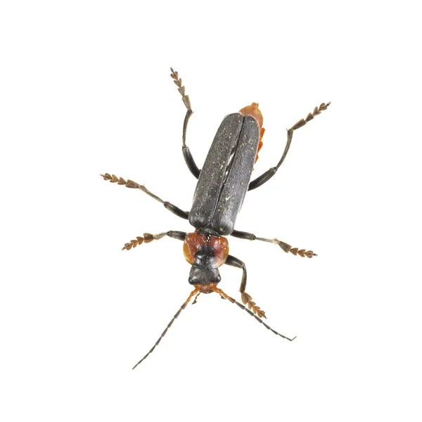 Soldat beetle på vit bakgrund — Stockfoto