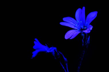 Beyaz çiçek tarafından ultraviyole ışığı