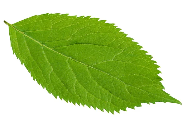 Grönt blad på en vit bakgrund — Stockfoto