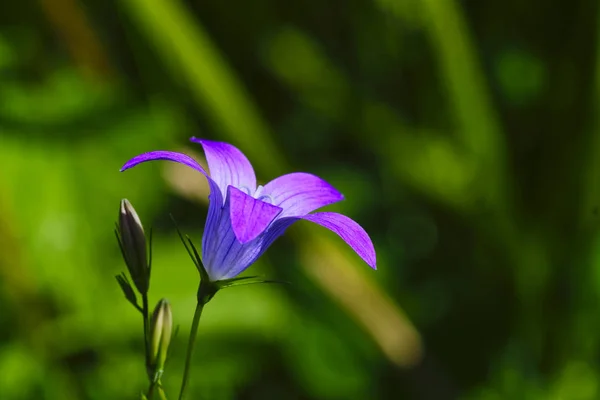 Bell flower with blurred background — Stock Photo, Image