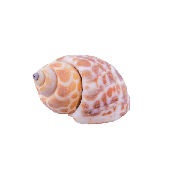Sea shell on a white background — Stock Photo, Image