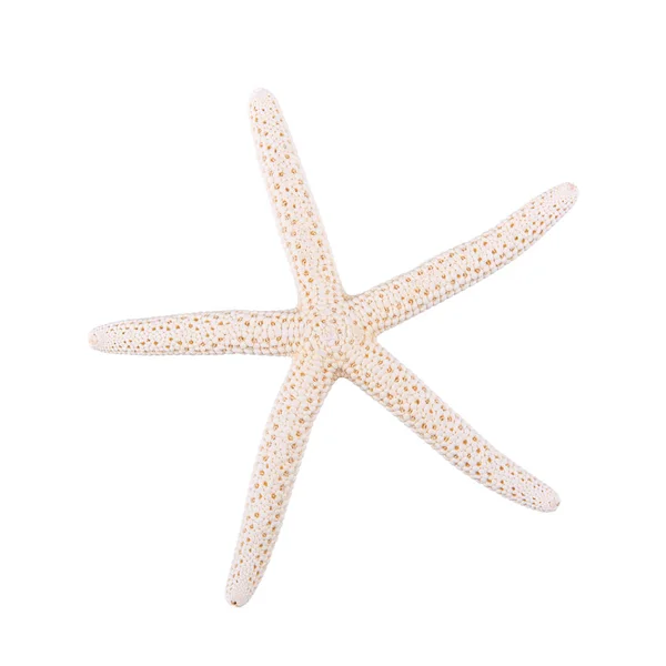 Estrella de mar sobre fondo blanco — Foto de Stock