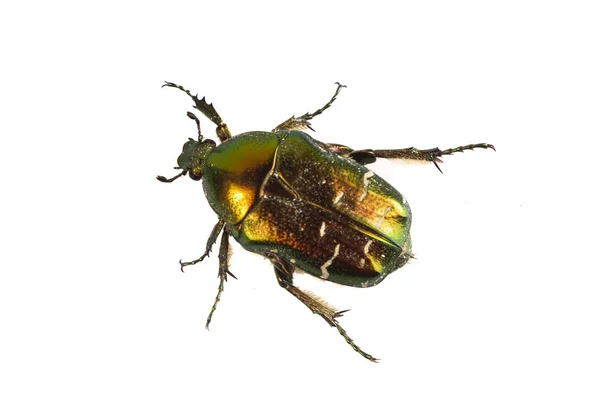 白地にローズ コガネムシ (Cetonia aurata) — ストック写真