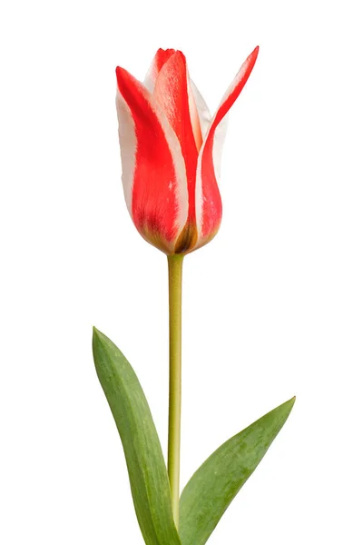 Tulipa branca vermelha sobre um fundo branco. Tulipa branca vermelha isolada em um fundo branco . — Fotografia de Stock