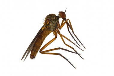 beyaz zemin üzerinde Sivrisinek