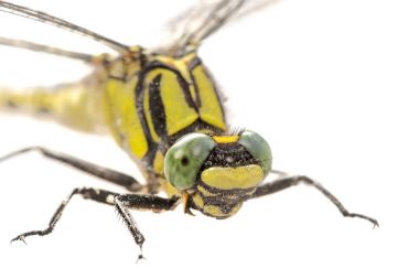 Beyaz arkaplan üzerinde yaygın olarak görülen bir çokkuyruk (Gomphus vulgatissimus)