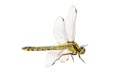 Beyaz arkaplan üzerinde yaygın olarak görülen bir çokkuyruk (Gomphus vulgatissimus)