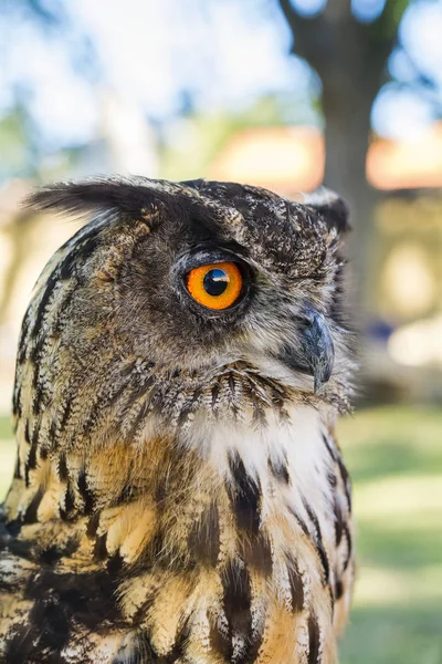 Retrato de búho águila (Bubo bubo ) — Foto de Stock